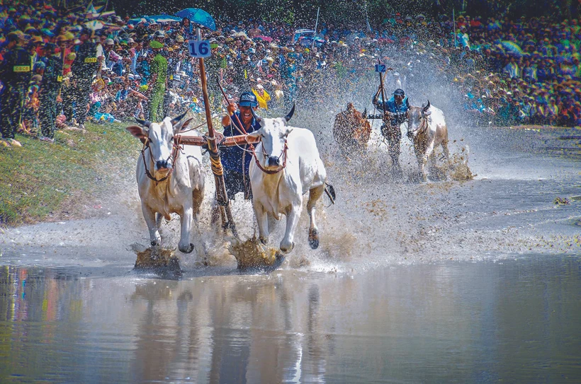 ពិធីប្រណាំងគោនៅតំបន់ បៃនូយ