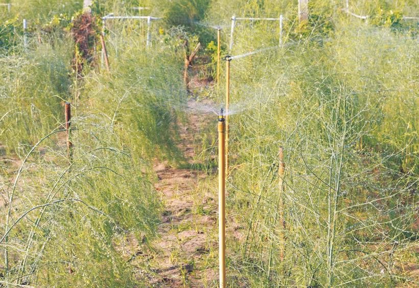 កសិករខេត្ត និញធន់ ជំរុញយ៉ាងខ្លាំងក្លាការអនុវត្តវិទ្យាសាស្ត្របច្ចេកទេសក្នុងផលិតកម្ម