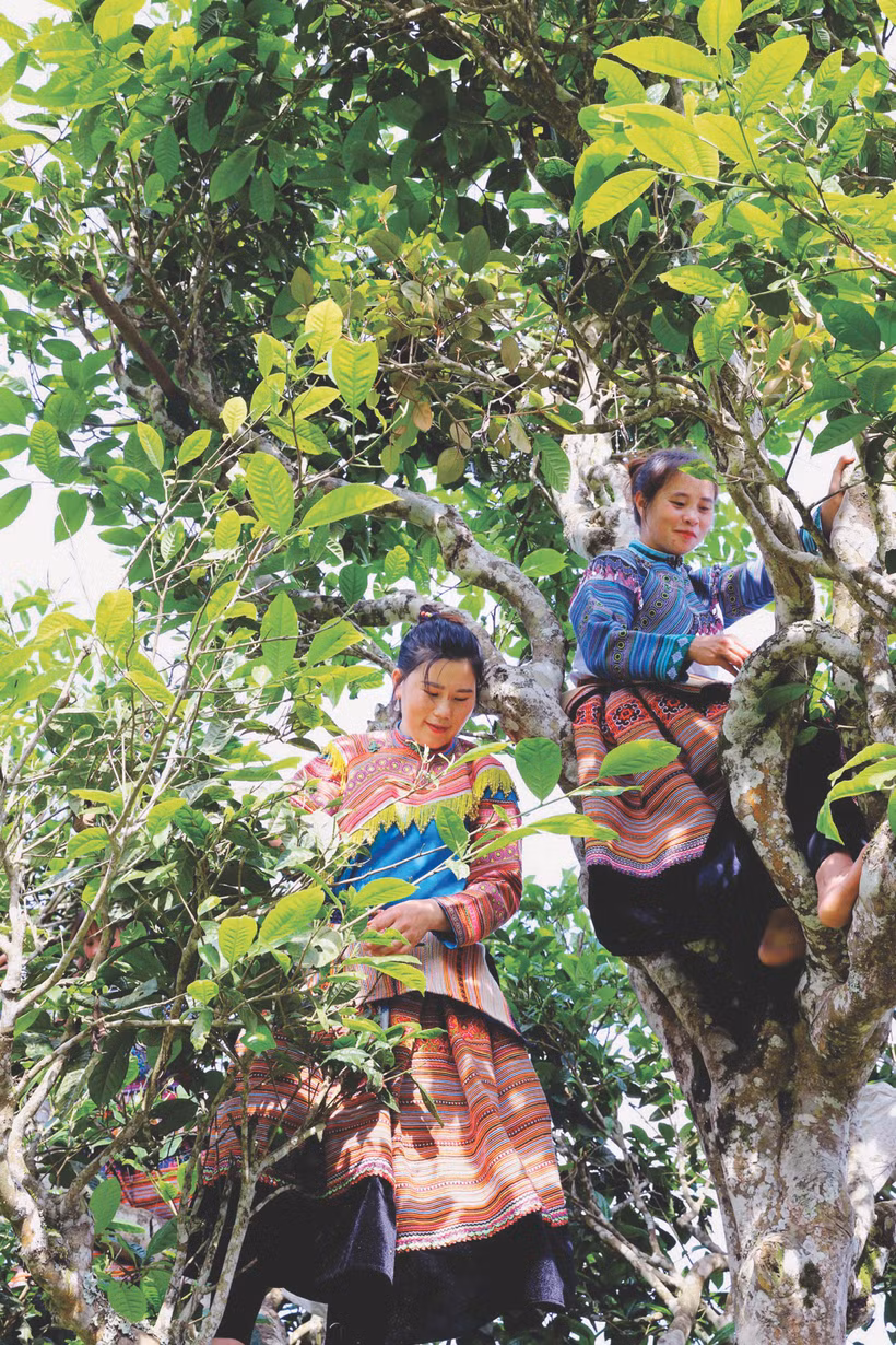 នារីៗ ជនជាតិ ម៉ុង បេះត្រួយតែព្រឹក្សដ៏ចំណាស់