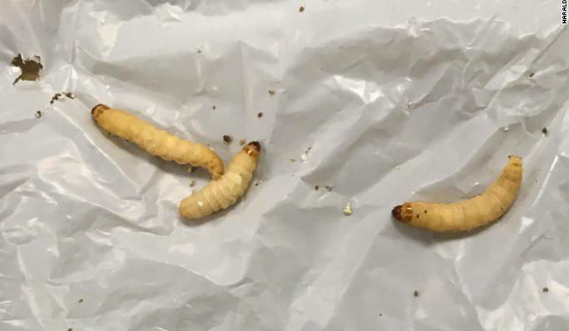 ជឿអត់ថា ដង្កូវនេះអាចជួយដល់បរិស្ថានបានយ៉ាងច្រើន?