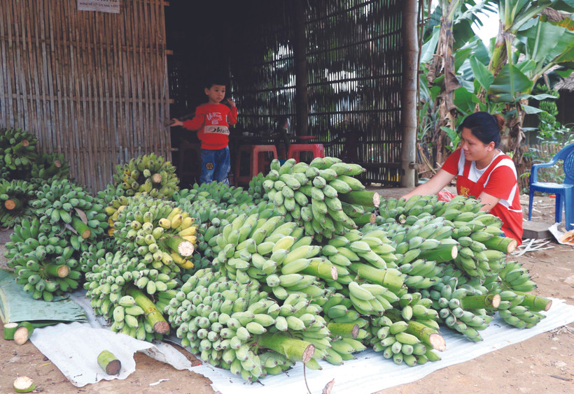ដាំចេក-ស ផ្តល់ប្រសិទ្ធភាពសេដ្ឋកិច្ចខ្ពស់