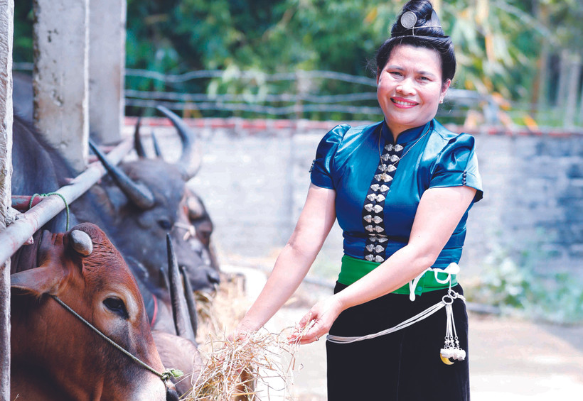 គោត្រូវបានចិញ្ចឹមបន្ធាត់នៅក្រុមគ្រួសារអ្នកស្រី ឡ ធីតឿង ជនជាតិ ថៃ នៅឃុំ ប៉មឡត ស្រុក ដៀនបៀន