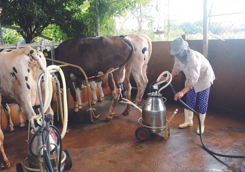 គោយកទឹកដោះច្រើនតែកើតជំងឺរបេងបានជាបាក់តេរីរបេងគោអាចនឹងបំពុលចូលទៅក្នុងទឹកដោះគោ ប្រសិនបើដំណើរការរឺតយកទឹកដោះគោមិនធានាអនាម័យ 
