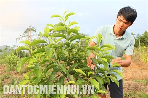 ដើម្បីលុបបំបាត់ផ្នត់គំនិត "ចូលចិត្តក្រ" អាងលើជំនួយ អាជ្ញាធរមូលដ្ឋានបានយកកងជួរយុវជនធ្វើជាស្នូលក្នុងការអនុវត្តការបំបាត់ភាពអត់ឃ្លាន កាត់បន្ថយភាពក្រីក្រ