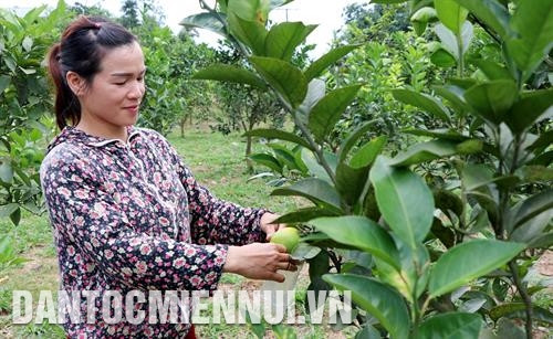 អាស្រ័យដោយអនុវត្តល្អកម្មវិធី ១៣៥ ជាមួយគម្រោង ១៩៦ (គម្រោង "ភារកិច្ចនិងដំណោះស្រាយ ដឹកនាំឃុំនិងភូមិទាំងឡាយចេញផុតពីមុខសញ្ញាលំបាកលំបិនពិសេស សម្រេចជាស្ថាពរនូវគោលដៅនៃកម្មវិធី ១៣៥ ដំណាក់កាល ២០១៧ - ២០២០ នៅលើភូមិសាស្ត្រខេត្ត ក្វាងនិញ") ប្រាក់ចំណូលជាមធ្យមលើមនុស្សម្នាក់នៅបណ្ដាឃុំ ភូមិលំបាកលំបិនពិសេសដល់ដំណាច់ឆ្នាំ ២០១៨ សម្រេចបាន ២២,១៦ លានដុងម្នាក់ក្នុងមួយឆ្នាំ ខេត្ត ក្វាងនិញ ខិតខំប្រឹងប្រែងចាប់ពីឥឡូវនេះដល់ដំណាច់ឆ្នាំ ២០១៩ នឹងដឹកនាំអោយឃុំ ភូមិទាំងអស់ចេញផុតពីមុខសញ្ញាលំបាកលំបិនពិសេស សម្រេចគោលដៅមុនមួយឆ្នាំធៀបនឹងផែនទីបង្ហាញផ្លូវដែលបានលើកឡើង