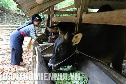 លោកស្រី លីធីបូន នៅភូមិ ឃូយខន ឃុំ គីមគុក ចិញ្ចឹមគោយកសាច់ផ្តល់ប្រាកចំណូលខ្ពស់