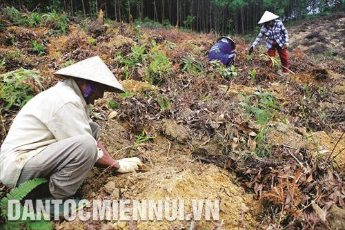 សកម្មភាពដាំព្រៃឈើឡើងវិញរបស់ប្រជាជននៅខេត្ត ធឿធៀន - ហេ្វ