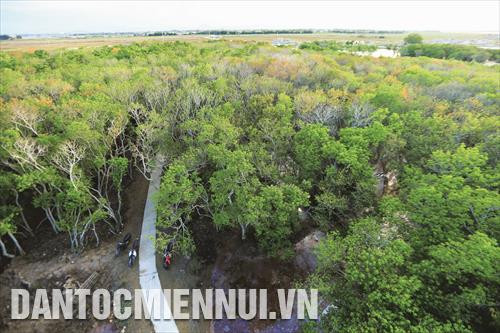 ខេត្ត ធឿធៀន - ហ្វេ កំណត់ប្រភេទដើមឈើត្រូវបានជ្រើសរើសបម្រើការដាំព្រៃប្រើប្រាស់ពិសេសគឺមានដើមច្រេស ដើមថ្កុលដើមអង្កាញ់