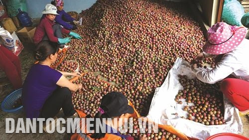 បងប្អូនជនជាតិនៅឃុំ តឹនឡឹប ស្រុក ម៉ុកចូវ បែងចែកប្រភេទផ្លែព្រូនមុនពេលវេចខ្ចប់និងដឹកជញ្ជូនយកទៅលក់