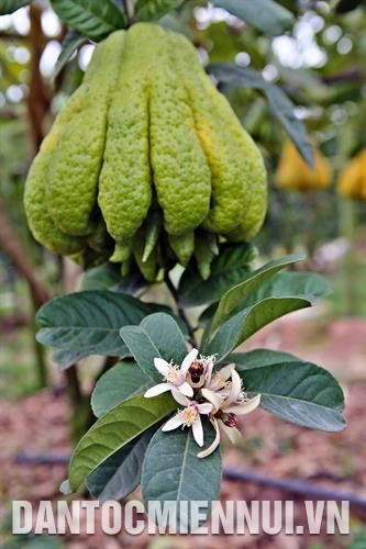 ផ្លែម្រាមដៃព្រះគឺជាផលិតផលកសិកម្មពិសេសប្រចាំតំបន់នៅឃុំ ដាក់ស៊ើ ស្រុក ហ្វាយឌឹក (ហាណូយ)