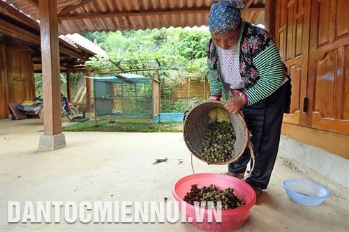 ជាមួយនឹងលក្ខណៈងាយដាំ ងាយថែទាំ តម្លៃផលិតផលខ្ពស់ ទីផ្សារស្ថិរភាព ក្រកោបានក្លាយជាដំណាំលុបបំបាត់ភាពអត់ឃ្លានកាត់បន្ថយភាពក្រីក្រជូនបងប្អូនជនជាតិ ម៉ុង នៅឃុំ ទ័រទិញ ស្រុក ទន់យ៉ាវ អាស្រ័យបានចំណូលខ្ពស់ពីការដាំក្រកោ គ្រួសារបងប្អូនជនជាតិ ម៉ុង ជាច្រើននៅឃុំ ទ័រទិញ ស្រុក ទន់យ៉ាវ បានរួចផុតពីភាពក្រីក្រនិងក្លាយជាអ្នកមាន ជាមួយនឹងលក្ខណៈងាយដាំ ងាយថែទាំ តម្លៃផលិតផលខ្ពស់ ទីផ្សារស្ថិរភាព ក្រកោបានក្លាយជាដំណាំលុបបំបាត់ភាពអត់ឃ្លានកាត់បន្ថយភាពក្រីក្រជូនបងប្អូនជនជាតិ ម៉ុង នៅឃុំ ទ័រទិញ ស្រុក ទន់យ៉ាវ អាស្រ័យបានចំណូលខ្ពស់ពីការដាំក្រកោ គ្រួសារបងប្អូនជនជាតិ ម៉ុង ជាច្រើននៅឃុំ ទ័រទិញ ស្រុក ទន់យ៉ាវ បានរួចផុតពីភាពក្រីក្រនិងក្លាយជាអ្នកមាន