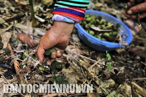 ក្រកោចេញផ្លែនៅនឹងគល់តែម្ដង ងាយស្រួលប្រមូលផល ក្រកោចេញផ្លែនៅនឹងគល់តែម្ដង ងាយស្រួលប្រមូលផល