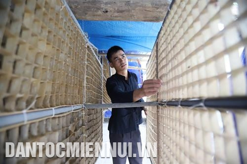 នាតំបន់ព្រំដែនដាច់ស្រយាលដែលនៅមានការលំបាកច្រើននៃស្រុក បាវឡាក (ខេត្ត កាវបាំង) បងប្អូនជនជាតិធ្លាប់តែដាំស្រូវនិងពោតក៏ប៉ុន្តែបង ណុងវ៉ាន់ហ៊ាន់ បែរជាចេះធ្វើមានធ្វើបានដោយរបរដាំមន ចិញ្ចឹមដង្កូវនាង។ រូបថត៖ អានថាញ់ដាត