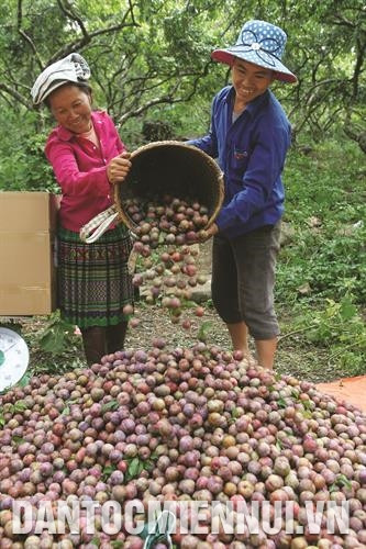 ផ្លែព្រូនគឺជាដំណាំកាត់បន្ថយភាពក្រីក្ររបស់បងប្អូនជនជាតិនៅ ម៉ុកចូវ