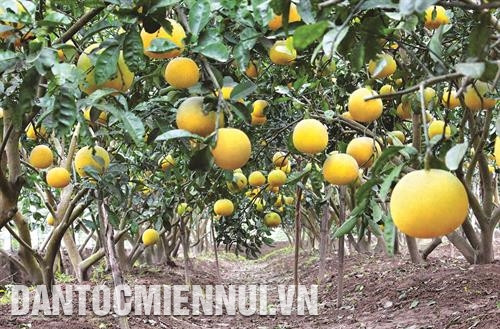 ក្រូចថ្លុង យៀន ត្រូវបានចាត់ទុកថាជាប្រភេទដំណាំដែលមានតម្លៃសេដ្ឋកិច្ចខ្ពស់បំផុតក្នុងចំណោមប្រភេទដំណាំហូបផ្លែរបស់ ហាណូយ ក្រូចថ្លុង យៀន ត្រូវបានចាត់ទុកថាជាប្រភេទដំណាំដែលមានតម្លៃសេដ្ឋកិច្ចខ្ពស់បំផុតក្នុងចំណោមប្រភេទដំណាំហូបផ្លែរបស់ ហាណូយ