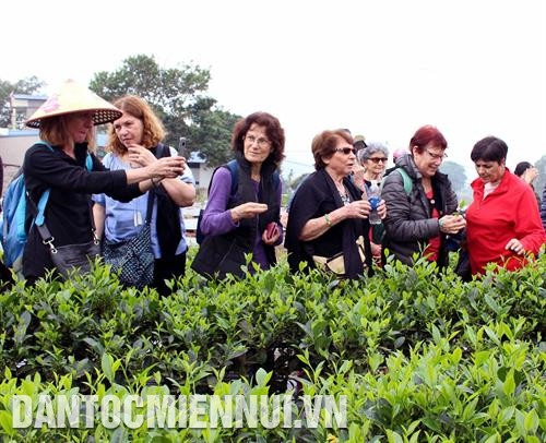 ភ្ញៀវទេសចរបរទេសមកទស្សនាតំបន់ដាំតែពិសេសប្រចាំតំបន់ តឹនគឿង