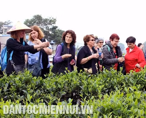 ភ្ញៀវទេសចរបរទេសមកទស្សនាតំបន់ដាំតែពិសេសប្រចាំតំបន់ តឹនគឿង