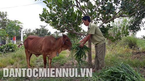 ចាប់ពីដើមឆ្នាំ ២០១៨ គ្រួសាររបស់លោក ឡឹមឡឹន នៅតំបន់ស្ថិរនិវាសដ្ឋានស្ថិរវប្បកម្ម ឡុកថាញ់ បានចិញ្ចឹមមេគោបន្តពូជថែម ១ ក្បាល ផ្តល់ប្រាក់ចំណូលរាប់លានដុង ចាប់ពីដើមឆ្នាំ ២០១៨ គ្រួសាររបស់លោក ឡឹមឡឹន នៅតំបន់ស្ថិរនិវាសដ្ឋានស្ថិរវប្បកម្ម ឡុកថាញ់ បានចិញ្ចឹមមេគោបន្តពូជថែម ១ ក្បាល ផ្តល់ប្រាក់ចំណូលរាប់លានដុង