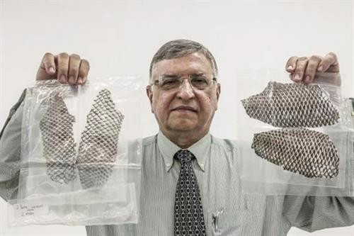 ស្បែកត្រីទីឡាព្យាសម្បូរតាមដងទន្លេហើយវាផ្ទុកសំណើមច្រើន