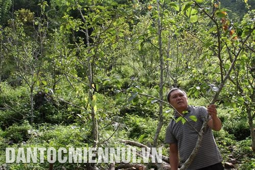 អាស្រ័យដោយដំណើរការអនុវត្តយ៉ាងប្តូរផ្តាច់នូវបណ្ដាទម្រង់រូបភាពអភិវឌ្ឍន៍សេដ្ឋកិច្ច ជាពិសេសគឺទម្រង់រូបភាពសេដ្ឋកិច្ចចម្រុះ អត្រាគ្រួសារក្រីក្រនៅឃុំ ស៊ិញលុង បានធ្លាក់ចុះខ្លាំង ទម្រង់រូបភាពសេដ្ឋកិច្ចចម្រុះផ្សារភ្ជាប់ផលិតកម្មលក្ខណៈពាណិជ្ជកម្មទីផ្សារបានជួយអោយរាប់រយគ្រួសារបងប្អូនជនជាតិនៅតំបន់ខ្ពស់នៃខេត្ត ហាយ៉ាង រួចផុតពីភាពក្រីក្រ ឈានឡើងធ្វើមានធ្វើបានជាជំហានៗ។ ក្នុងរូបថត៖ បង ស៊ិញមីគើ នៅភូមិ ម៉ាត្រេ ឃុំ ស៊ិញលុង ស្រុក ដុងវ៉ាន់ ថែទាំចម្ការសារី