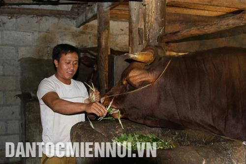 បង ឡូវស៊ិញស៊ុង នៅភូមិ សាទុងជឺ ឃុំ ស៊ិញលុង ស្រុក ដុងវ៉ាន់ ថែទាំហ្វូងគោរបស់គ្រួសារ