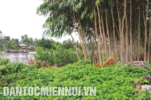 ទម្រង់រូបភាពទំនប់ច្រាំងអេកូឡូស៊ីត្រូវបានអនុវត្តដោយចំណាយថវិកាទាប សមស្របនឹងលក្ខខណ្ឌសេដ្ឋកិច្ចរបស់ខេត្ត ហូវយ៉ាង