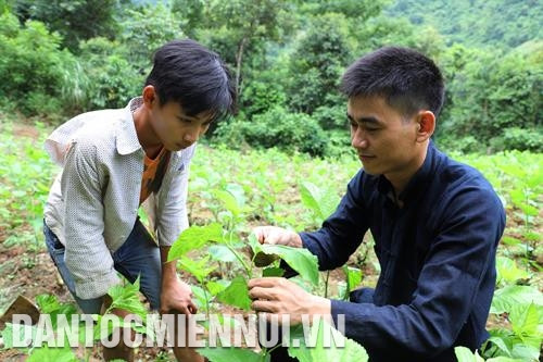 យុវជនជាច្រើនក្នុងឃុំបានរៀនសូត្រតាមបង ណុងវ៉ាន់ហ៊ាន់ ដាំមនចិញ្ចឹមដង្កូវនាង។ រូបថត៖ អានថាញ់ដាត