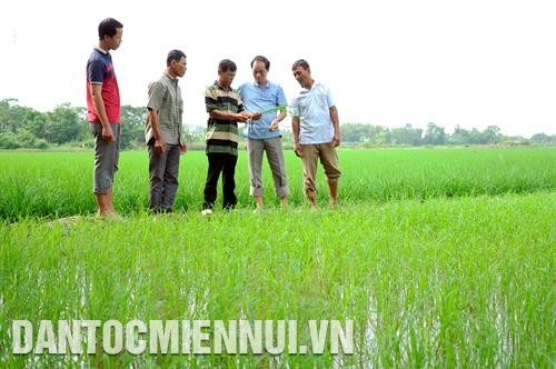 លោក លីគ្វើន (នៅកណ្តាល) ជាមួយនឹងសមាជិកទាំងឡាយនៃក្រុមសហការផលិតស្រូវគុណភាពខ្ពស់ ដុងទៀន កម្មាភិបាលកសិកម្មមូលដ្ឋានផ្តោះប្តូរបទពិសោធន៍ក្នុងការដាំស្រូវអតិផល