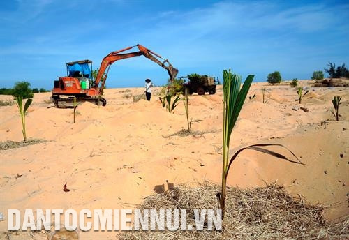 ការដាំដូងនៅតំបន់ដីខ្សាច់នៃឃុំ ហ្វាថាំង ស្រុក បាក់ប៊ិញ