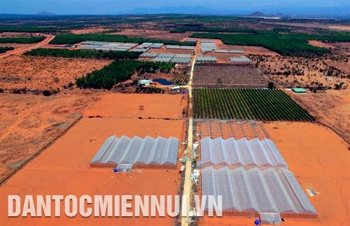 កសិដ្ឋានដាំត្រសក់ផ្អែមនិងដើមស្រកានាគតាមទម្រង់រូបភាពកសិកម្មបច្ចេកវិទ្យាខ្ពស់របស់ក្រុមហ៊ុនភាគហ៊ុនកសិកម្មបច្ចេកវិទ្យាខ្ពស់ ដុងអា នៅលើតំបន់ "វាលខ្សាច់តូច" នៃឃុំ ហ្វាថាំង ស្រុក បាក់ប៊ិញ