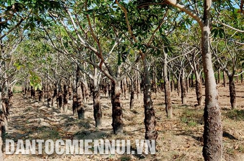 ដើមសំរោងរាប់រយហិកតាផ្តល់ផលជ័រនៅតំបន់ដីរាំងស្ងួតហួតហែងនៃស្រុក ទុយផុង នាំមកនូវប្រាក់ចំណូលក្នុងមួយឆ្នាំពី ២០ ដល់ ៣០ លានដុងក្នុងមួយ ហិកតា ជួយក្រុមគ្រួសារបងប្អូនជនជាតិ ចាម ជាច្រើនគ្រួរួចផុតពីភាពក្រីក្រ