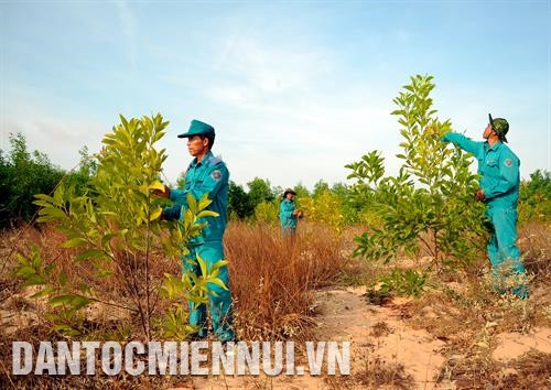 កម្មាភិបាលគណៈគ្រប់គ្រងព្រៃការពារ ឡេហុងផុង ពិនិត្យមើលអត្រារស់រាននៃឈើព្រៃគ្រប់ប្រភេទដែលត្រូវបានដាំនៅតំបន់ឃុំ ហ្វាថាំង ស្រុក បាក់ប៊ិញ ផ្សព្វផ្សាយ ចលនាប្រជាជននៅតាមបណ្ដាស្រុកប្របមាត់សមុទ្រនៃខេត្ត ប៊ិញធន់ រួបរួមគ្នាការពារព្រៃឈើ