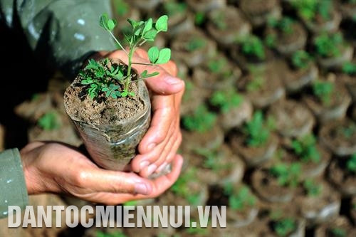 ពូជឈើព្រៃដុះលូតលាស់ខៀវខ្ចីស្រស់ល្អនៅថ្នាលបណ្តុះពូជរបស់គណៈគ្រប់គ្រងព្រៃការពារ ឡេហុងផុង នៅឃុំ ហ្វាថាំង ស្រុក បាក់ប៊ិញ