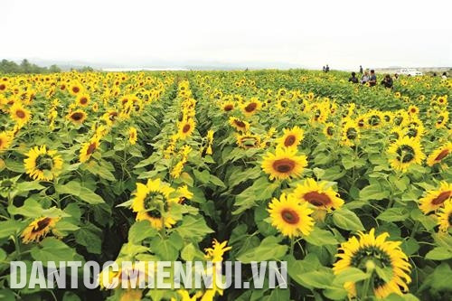 ភ្ញៀវទេសចរស្វែងយល់ពីបណ្ដាផលិតផលកសិកម្មដែលបានផលិត ចេញពីក្រូចពោធិ៍សាត់ កនកួង ផលិតផលកសិកម្មត្រូវបានដាក់តាំងលក់បម្រើភ្ញៀវទេសចរអញើ្ជញមកតំបន់ បែកខាងលិចខេត្ដ ងេអាន កោះតែ ចូវកៅ នៅឃុំ ថាញ់អាន ស្រុក ថាញ់ចឿង បានក្លាយទៅជាចំណុចទេសចរណ៍ទាក់ទាញភ្ញៀវទេសចរដ៏ច្រើនកុះករអញើ្ជញមកទស្សនា រុករកស្វែងយល់ វាលផ្កាឈូករ័ត្ននៅឃុំ ងៀសឺន ស្រុក ងៀដាន បង្អួតសម្រស់ពណ៌លឿងស្រស់ឆើតឆាយ ទាក់ទាញភ្ញៀវទេសចរជាច្រើនអញ្ជើញមកថតរូបអនុស្សាវរីយ៍ ភ្ញៀវទេសចររីករាយជក់ចិត្តពេលដែលមកទស្សនានិងបណែត្ត អារម្មណ៍ ក្នុងចម្ការក្រូចពោធិ៍សាត់នៅឃុំ បុងខេ ស្រុក កនកួង