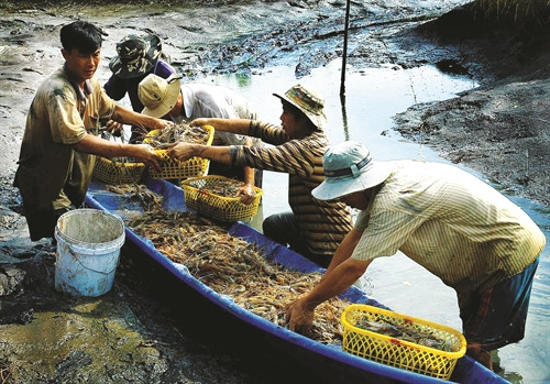 ត្រូវចាត់ចែងរដូវចិញ្ចឹមបង្គាអោយឆាប់ចប់ ផ្តើមពីនោះ មានពេលវេលាជម្រះជាតិប្រៃដាច់ស្រេចអោយដី ត្រូវចាត់ចែងរដូវចិញ្ចឹមបង្គាអោយឆាប់ចប់ ផ្តើមពីនោះ មានពេលវេលាជម្រះជាតិប្រៃដាច់ស្រេចអោយដី