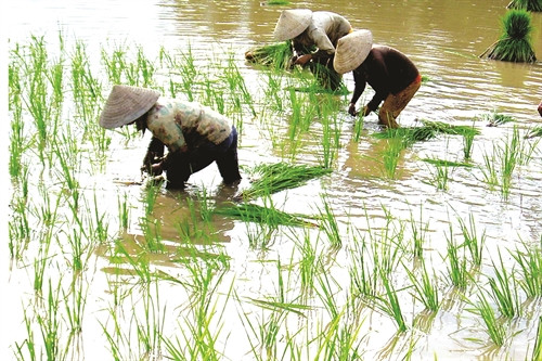 បនា្ទប់ពីរដូវចិញ្ចឹមបង្គា ជម្រះជាតិប្រៃរហូតដល់ ពេលទឹកស្រែមានកំរិតប្រៃក្រោម ២ ភាគពាន់ ទើបចាប់ផ្តើមសាបពង្រោះស្រូវ បនា្ទប់ពីរដូវចិញ្ចឹមបង្គា ជម្រះជាតិប្រៃរហូតដល់ ពេលទឹកស្រែមានកំរិតប្រៃក្រោម ២ ភាគពាន់ ទើបចាប់ផ្តើមសាបពង្រោះស្រូវ