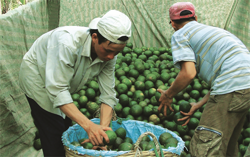 រដូវប្រមូលផលក្រូចពោធិ៍សាត់នៅឃុំ ដាយថាញ់ រដូវប្រមូលផលក្រូចពោធិ៍សាត់នៅឃុំ ដាយថាញ់