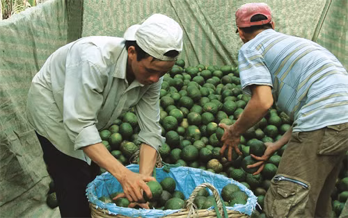 រដូវប្រមូលផលក្រូចពោធិ៍សាត់នៅឃុំ ដាយថាញ់ រដូវប្រមូលផលក្រូចពោធិ៍សាត់នៅឃុំ ដាយថាញ់