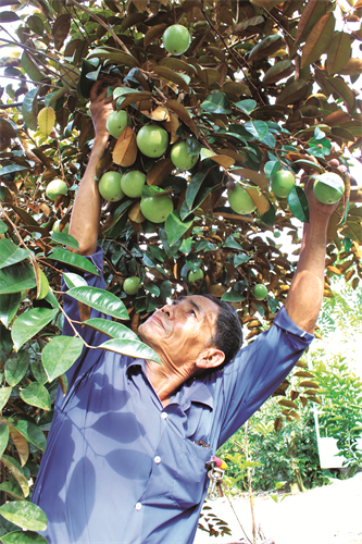 ឃុំ ដាយថាញ់ មានផ្ទៃដីដាំដើមឈើហូបផ្លែចំនួនជាង ១.៤០០ ហិកតា។ ក្នុងរូបថត៖ ការប្រមូលផលផ្លែទឹកដោះរបស់គ្រួសារមួយនៅឃុំ ដាយថាញ់ មុខមាត់ជនបទថ្មីនៅឃុំ ដាយថាញ់ កាន់តែសុក្រិតពីមួយថ្ងៃទៅមួយថ្ងៃ ឃុំ ដាយថាញ់ មានផ្ទៃដីដាំដើមឈើហូបផ្លែចំនួនជាង ១.៤០០ ហិកតា។ ក្នុងរូបថត៖ ការប្រមូលផលផ្លែទឹកដោះរបស់គ្រួសារមួយនៅឃុំ ដាយថាញ់ មុខមាត់ជនបទថ្មីនៅឃុំ ដាយថាញ់ កាន់តែសុក្រិតពីមួយថ្ងៃទៅមួយថ្ងៃ