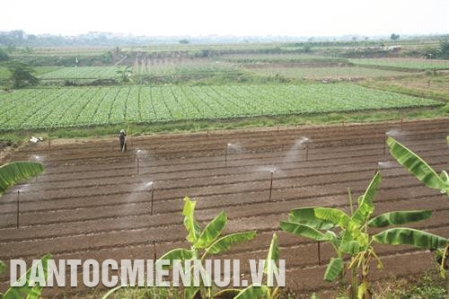 ប្រព័ន្ធស្រោចបាញ់សាចដូចភ្លៀងជួយអោយបងប្អូនមាមីងកសិករនៅឃុំ ត្រាងវៀត ម្ចាស់ការគ្រប់គ្រង កែតម្រូវរបបទឹករួមចំណែកការពារសុខភាពដល់ពលករ