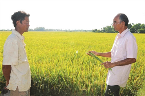 ផ្តោះប្តូរបទពិសោធន៍ដំា ស្រូវជាមួយបងប្អូននៅក្នុងភូមិ គ្វីណុង B