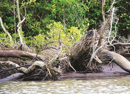 ដើមបបាញ់ត្រូវបានប្រសិទ្ធនាមថាជាដើមជំរុលចេញទៅសមុទ្រតែឥឡូវនេះក៏ត្រូវដេកបះគល់ច្រងាងដោយសារតែដីបាក់ស្រុត ដើមបបាញ់ត្រូវបានប្រសិទ្ធនាមថាជាដើមជំរុលចេញទៅសមុទ្រតែឥឡូវនេះក៏ត្រូវដេកបះគល់ច្រងាងដោយសារតែដីបាក់ស្រុត