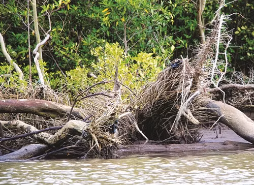 ដើមបបាញ់ត្រូវបានប្រសិទ្ធនាមថាជាដើមជំរុលចេញទៅសមុទ្រតែឥឡូវនេះក៏ត្រូវដេកបះគល់ច្រងាងដោយសារតែដីបាក់ស្រុត ដើមបបាញ់ត្រូវបានប្រសិទ្ធនាមថាជាដើមជំរុលចេញទៅសមុទ្រតែឥឡូវនេះក៏ត្រូវដេកបះគល់ច្រងាងដោយសារតែដីបាក់ស្រុត