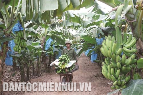 ចេកអំបូងនៅឃុំ វ៉ឹនណាម ស្រុក ភុក-ថផ្ដល់ប្រសិទ្ធភាពសេដ្ឋកិច្ចខ្ពស់ ចេកអំបូងនៅឃុំ វ៉ឹនណាម ស្រុក ភុក-ថផ្ដល់ប្រសិទ្ធភាពសេដ្ឋកិច្ចខ្ពស់