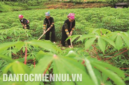 ជនជាតិ ឡូឡូ នៅឃុំ ហុងទ្រី ស្រុក បាវឡាក ផ្លាស់ប្តូរពីការដាំស្រូវចម្ការមកដាំដំឡូងមីផ្តល់ប្រសិទ្ធភាពសេដ្ឋកិច្ចខ្ពស់