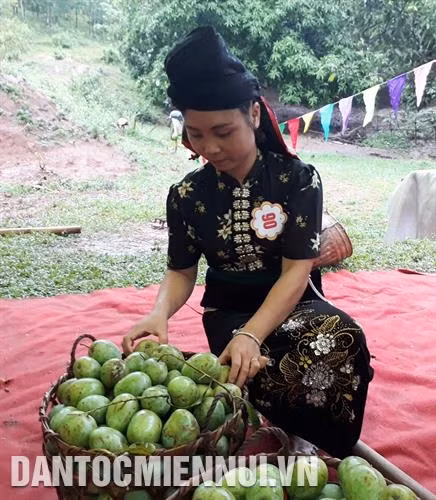 ដំណាំស្វាយ សឺនឡា អោយផ្លែធំ សាច់ក្រាស់ ក្លិនក្រអូបពិសេសដាច់ដោយឡែក