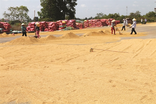 ហាលនិងរក្សាទុកស្រូវនៅខេត្ត ត្រាវិញ ហាលនិងរក្សាទុកស្រូវនៅខេត្ត ត្រាវិញ