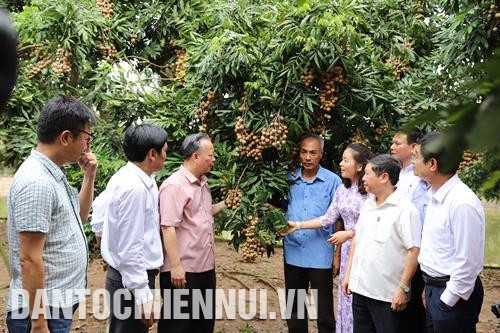 គណៈប្រតិភូកម្មាភិបាលនៃក្រុមប្រឹក្សាជំរុញកសិ - រុក្ខកម្មនិងនេសាទកម្ម ជប៉ុន បានអញ្ជើញមកទស្សនាកសិដ្ឋានដាំដើមមៀនទុំយឺតរបស់គ្រួសារលោក ត្រឹនវ៉ាន់បៃ នៅឃុំ សុងភឿង ស្រុក ហ្វាយឌឹក (ហាណូយ)