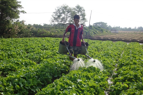 គ្រួសារជនជាតិខ្មែរជាច្រើនបានបង្វែរដីដែលដាំស្រូវមិនសូវមានប្រសិទ្ធភាពមកដាំបន្លែបង្ការវិញដើម្បីបង្កើនចំណូល