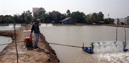 ស្រះចិញ្ចឹមបង្គារបស់សេដ្ឋីវ័យក្មេងឡឹមវ៉ាន់លិញ នៅភូមិ បៀនដុង ឃុំ វិញត្រាច់ដុង ទីក្រុង បាកលាវ